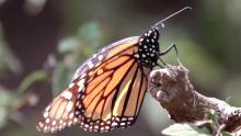 monarch butterfly